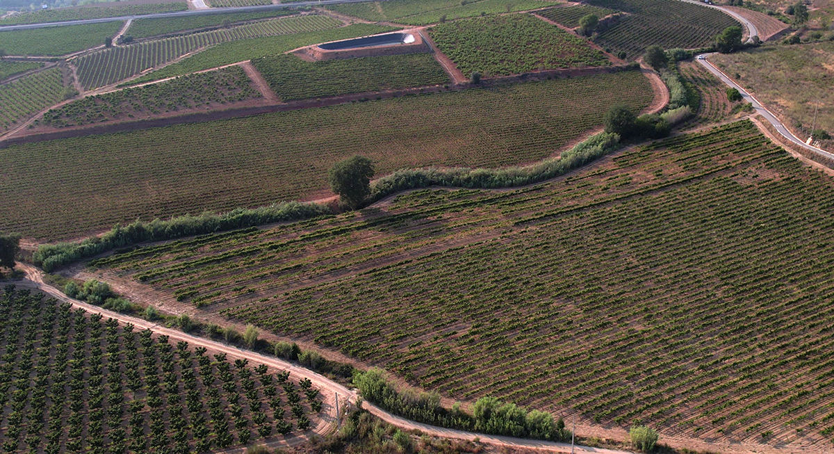 crestabocs monovarietal de garnatxa negra